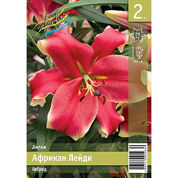 Лилия Африкан Лейди 12/14 2 Эконом шт 