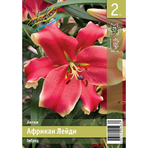 Лилия Африкан Лейди 12/14 2 Эконом шт 