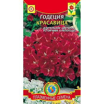 Годеция Красавица Плазма Ц 