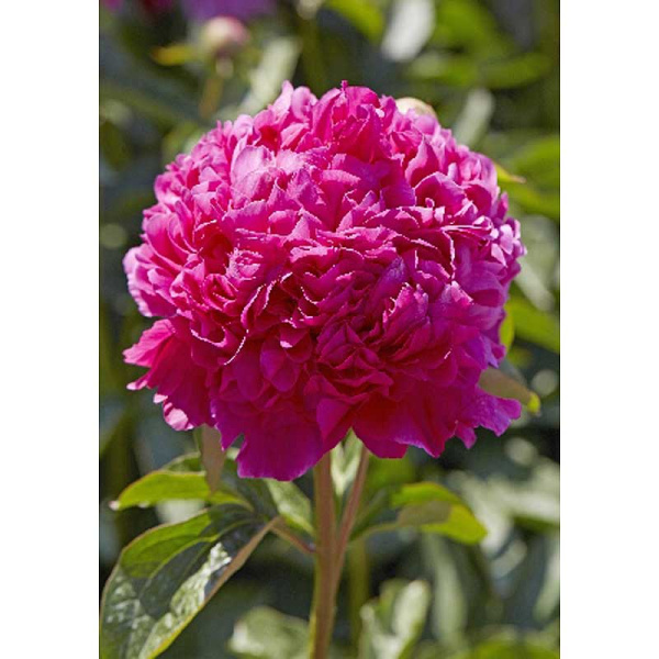 Пион Бест Мен 2/3 n 1 шт 