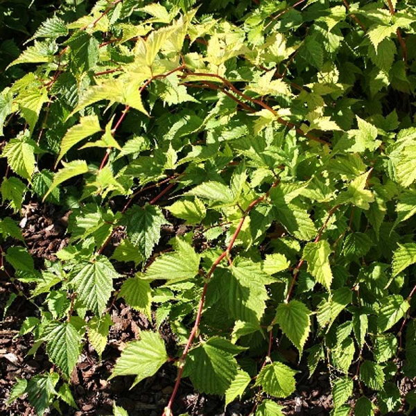 Стефанандра Надрезнолистная Криспа P9 шт