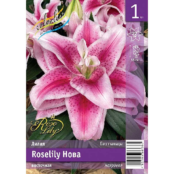 Лилия Roselily Нова 12/14 1 Эконом шт 