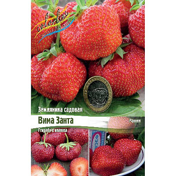 Земляника Садовая Вима Занта A 5 шт 