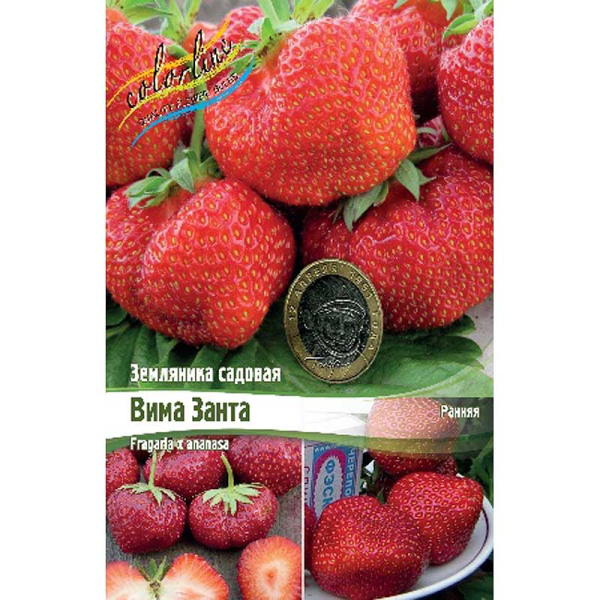 Земляника Садовая Вима Занта A 5 шт 