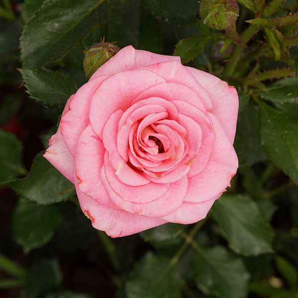 Роза спрей Грация Садовита