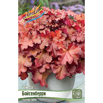Гейхера Бойсенберри I 1 шт