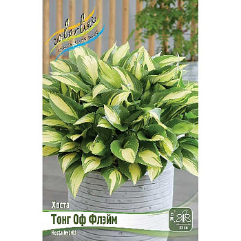 Хоста Тонг Оф Флэйм 1 n 25 шт Биг-Пак 7872