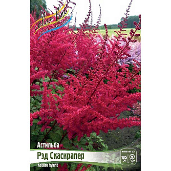 Астильба Рэд Скайскрапер 2/3 n 25 шт Биг-Пак 10513 