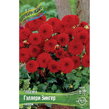 Георгина Гэллери Зингер I 15 шт Шоу-бокс 9171