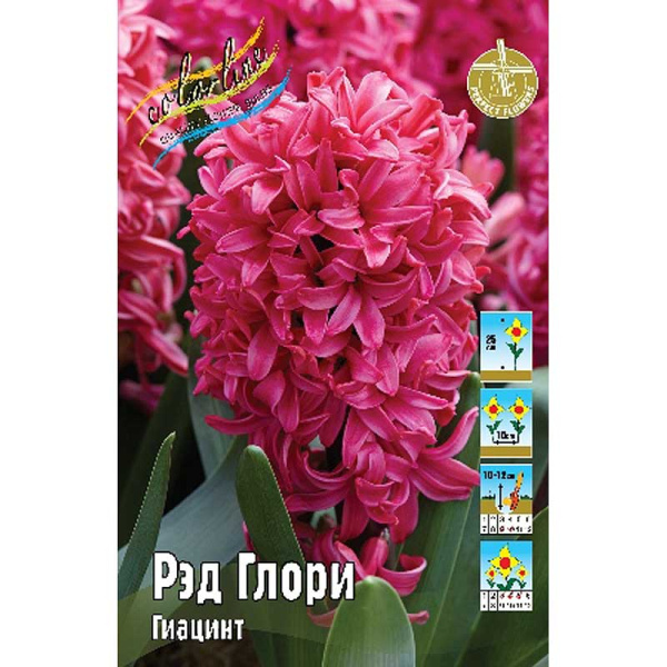 14979 Шоу-бокс Гиацинт Рэд Глори 14/15 75 шт