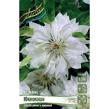 Клематис Юкиокоши I 2 шт