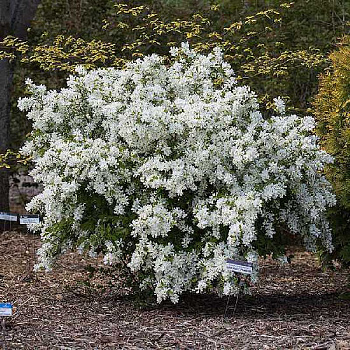 Экзохорда Крупноцветная Лотус Мун Перлбуш P9