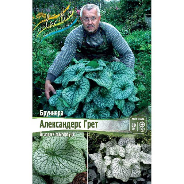 Бруннера Александерс Грет I 1 шт