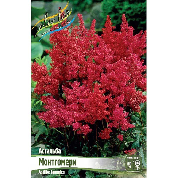 Астильба Монтгомери 2/3 n 25 шт Биг-пак 4478