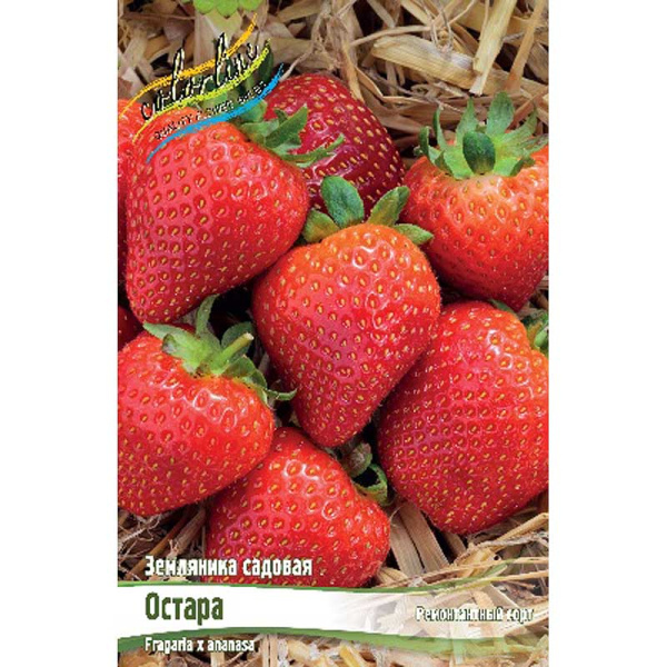 Земляника Садовая Остара A 5 шт 