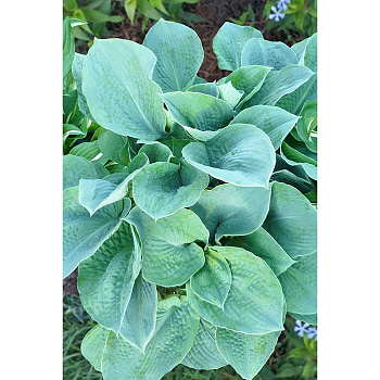 Хоста Бресингхам Блю 1 n 1 шт Садовита 