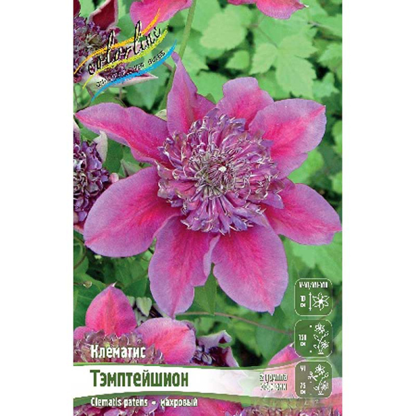 Клематис Тэмптейшион I 1 шт