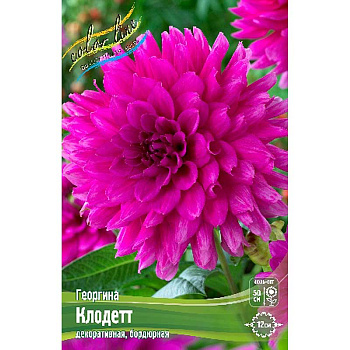 Георгина Клодетт I 15 шт Шоу-бокс 9027