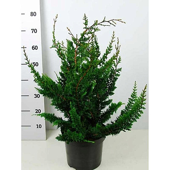 Кипарисовик Тупой Тедди Беар С3 25-30cm