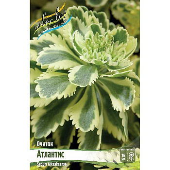 16465 Биг-Пак Очиток Атлантис I 25 шт 