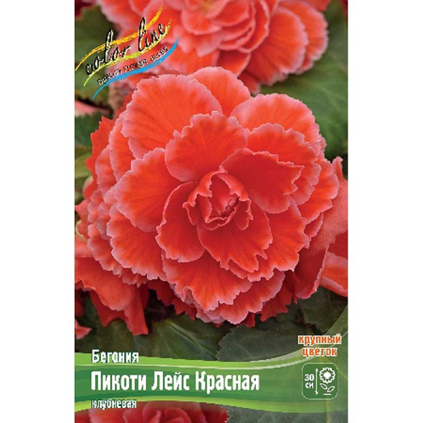 Бегония Пикоти Лейс Красная 4/+ 40 шт Шоу-бокс 4356