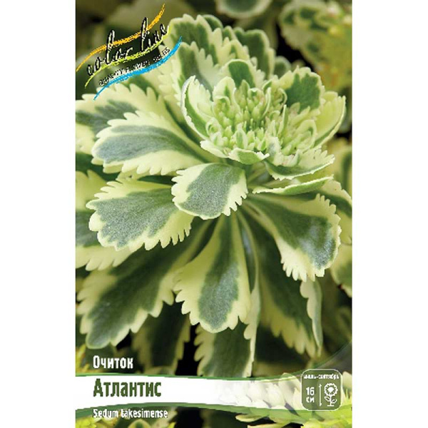 16465 Биг-Пак Очиток Атлантис I 25 шт 