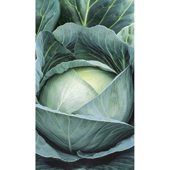 Капуста Профессор белокочанная F1 10 шт Syngenta/Садовита Ц