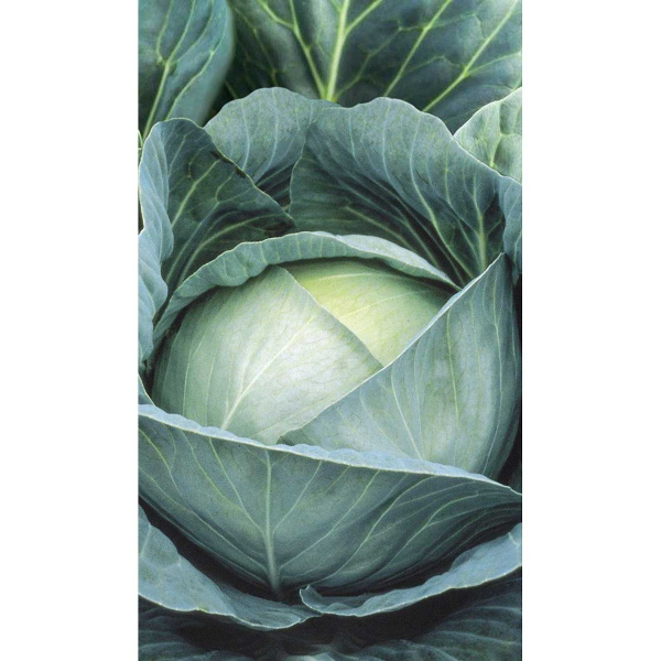 Капуста Профессор белокочанная F1 10 шт Syngenta/Садовита Ц