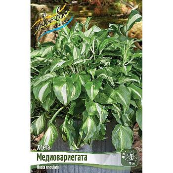 Хоста Медиовариегата 1 n 25 шт Биг-пак 5831