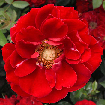 Роза почвопокровная Фейри Данс Садовита