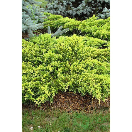 14337 Можжевельник Пфитцериана Juniperus Pfitzeriana Daubs Frosted P9 Садовита
