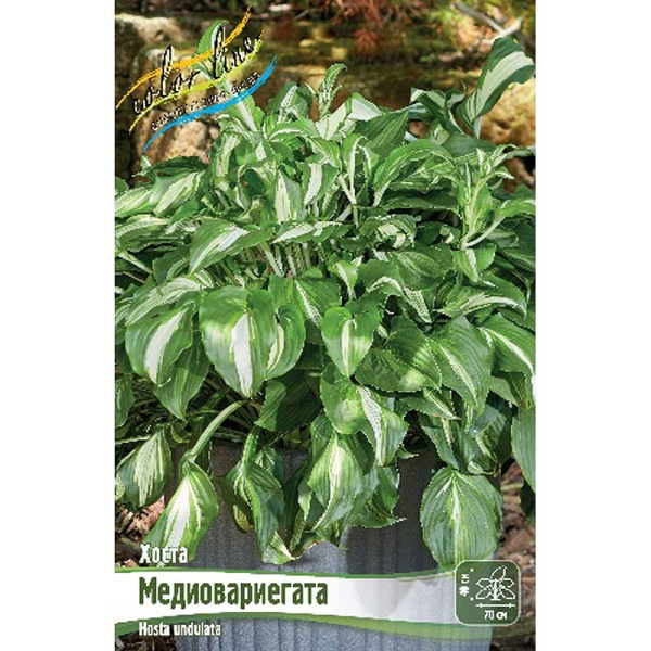 Хоста Медиовариегата 1 n 25 шт Биг-пак 5831