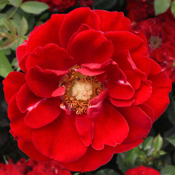 Роза почвопокровная Фейри Данс Садовита