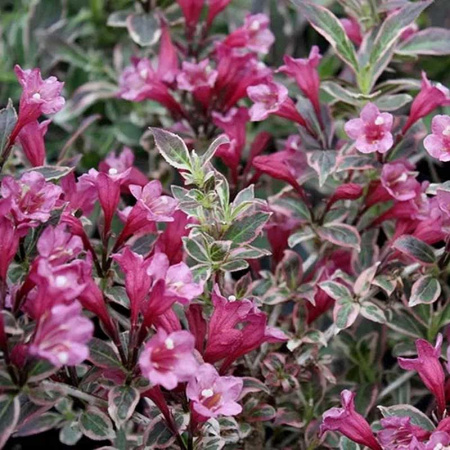 Вейгела Олл Саммер Монет P9 Садовита