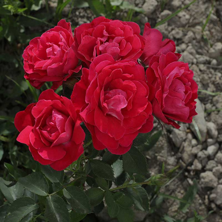 Роза канадская (плетистая) Фронтенак Садовита