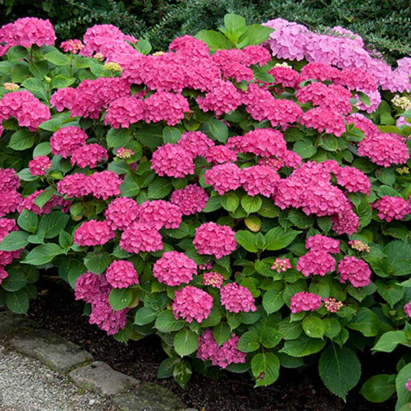 Гортензия крупнолистная Лёйхтфейер Р9 шт Садовита