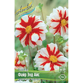 Георгина Файр Энд Айс I 15 шт Шоу-бокс 9029