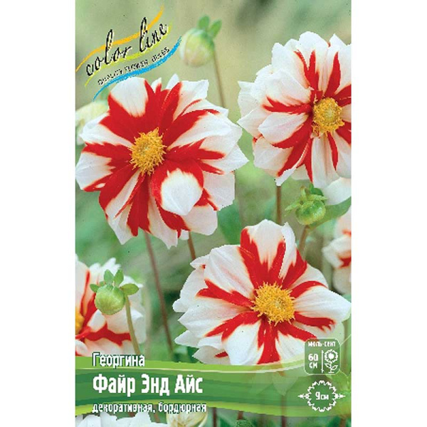 Георгина Файр Энд Айс I 15 шт Шоу-бокс 9029