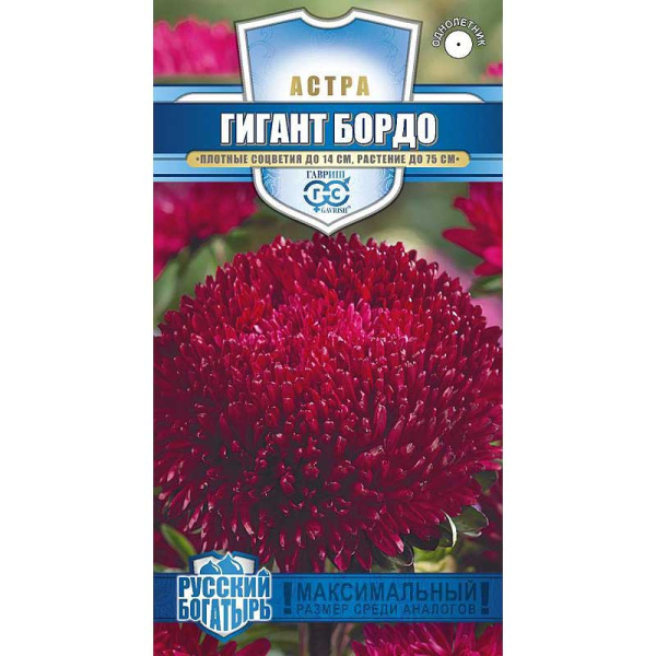 Астра Гигант бордо Гавриш Цх10 