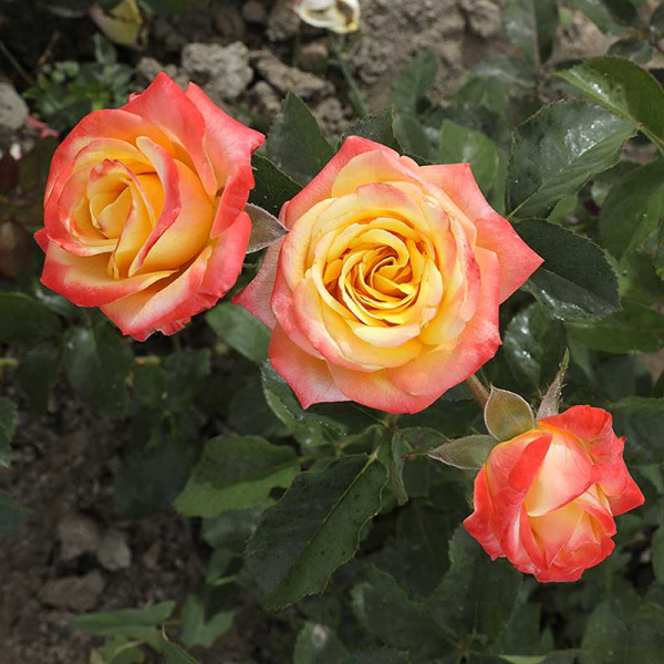 Роза Чайно-гибридная Фарфала Садовита