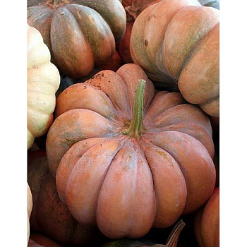 Тыква Мускатная Прованская НК Ц