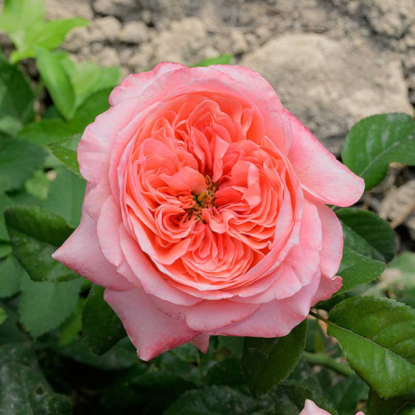 Роза Флорибунда Пинк Экспрешн Садовита