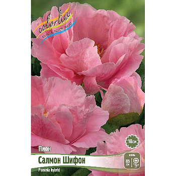 Пион Салмон Шифон 2/3 n 1 шт