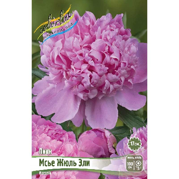 Пион Мсье Жюль Эли 2/3 n 1 шт