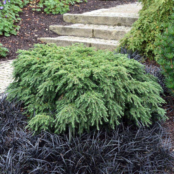 Тсуга Канадская Джедделох C2