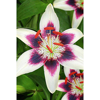 Лилия Патриция Прайд 12/14 5 шт Садовита