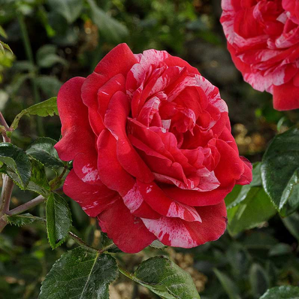 Роза плетистая Инес Састр Садовита