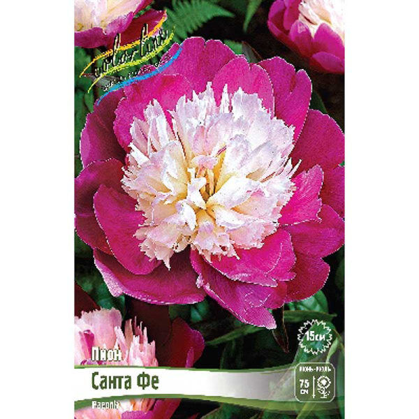 Пион Санта Фе 2/3 n 1 шт