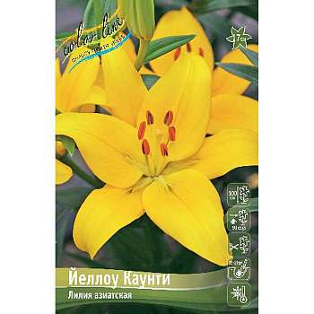 Лилия Йеллоу Каунти 12/14 7 шт