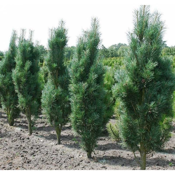 Сосна Черная Фастигиата C1.5